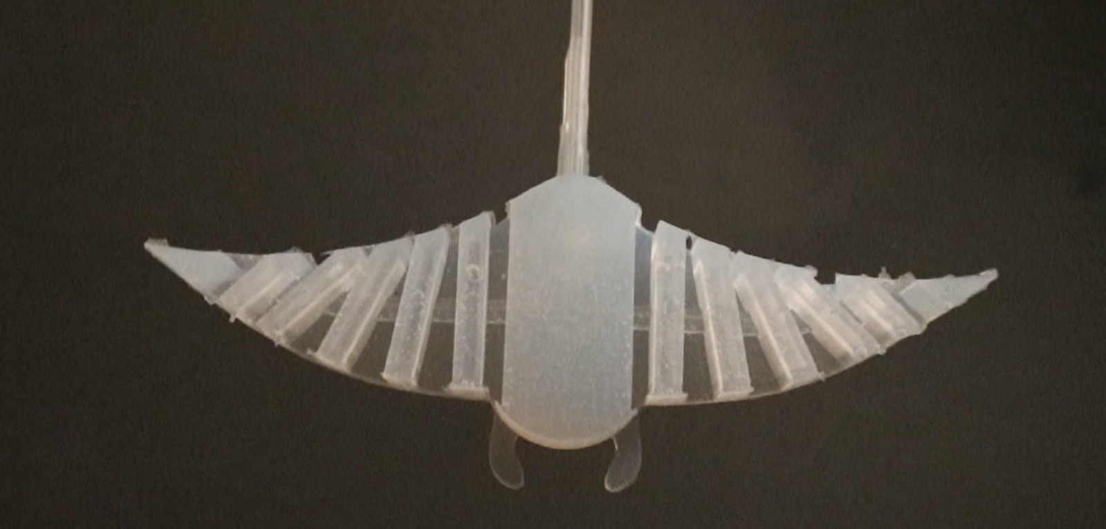 Manta Ray — Front view with both wings fully extended